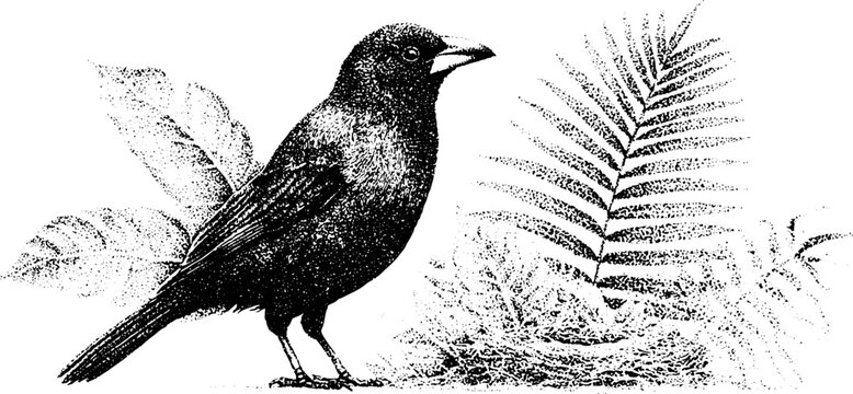 Black and white stippled cacique bird standing by nest with tropical leaves for vintage background and educational nature design
