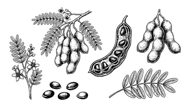 Tamarind botanical illustration branches pods flowers and seeds