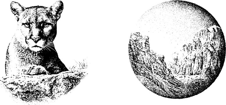 Reclining cougar on rock with circular desert canyon stippling artwork for wildlife poster and emblem design