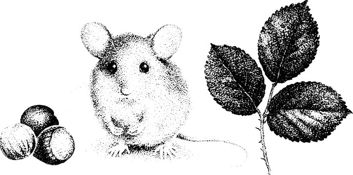 Black and white dormouse with hazelnuts and hedge leaves stippling artwork for woodland background, nature card and children's book design