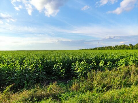 Vast green sunflower field under blue sky with power lines in the distance