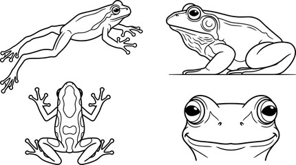 Obraz premium frog on a white background