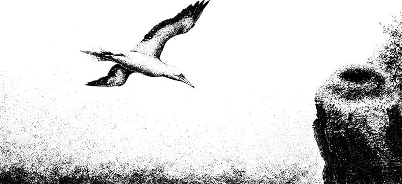 Black and white stippled gannet diving near cliff nest background for coastal nature study and design layout