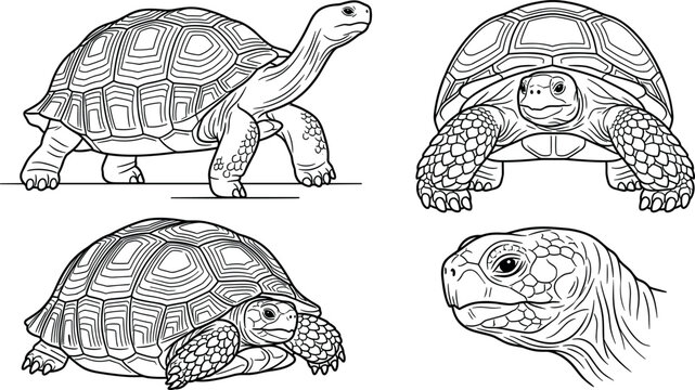 turtle vector illustration