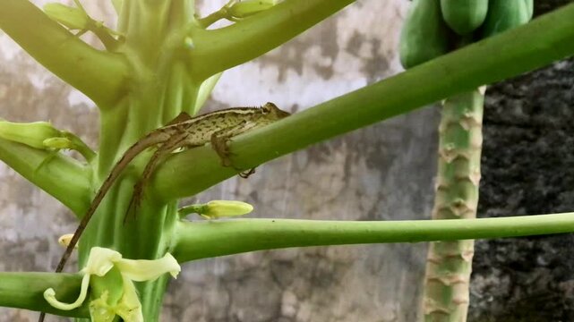 Oriental Garden Lizard Perched on Papaya Tree Stem in Tropical Garden