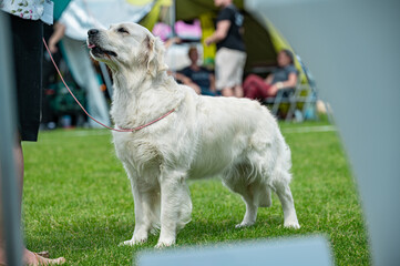 pies Golden retriever © Grzegorz