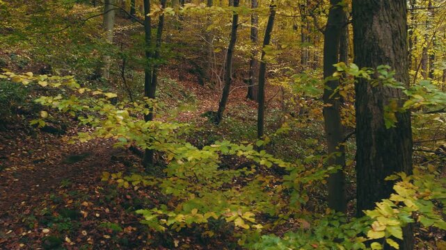 Tranquil forest path scene in gorgeous autumn colors. Smooth movement under beech trees in colorful woodlands in fall season.
