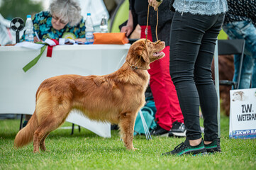 Pies Nova Scotia Duck Tolling Retriever © Grzegorz