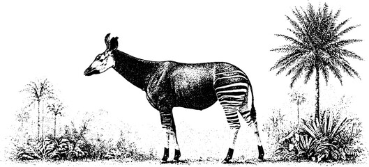Obraz premium Black and white stipple okapi in rainforest scene with striped legs for vintage background and natural history poster design