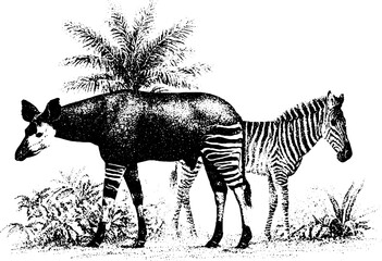 Obraz premium Stipple okapi standing with zebra in rainforest setting showing striped hindquarters for vintage natural history background and poster design