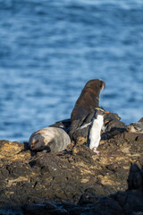 Naklejka premium Northern rockhopper penguin (Eudyptes moseleyi) in front of subantarctic fur seals (Arctocephalus tropicalis) on a rock on Nightingale Island in the South Atlantic Ocean