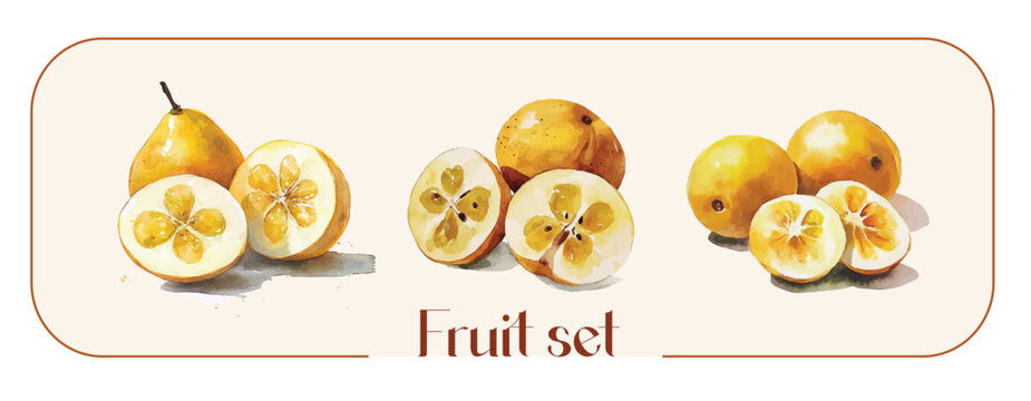 Design of a beautiful marula fruit set painting. Hand-painted style, vectorized, vector set available in EPS Simple Hand-painted watercolor style. Hand-painted watercolor style, vectorized
