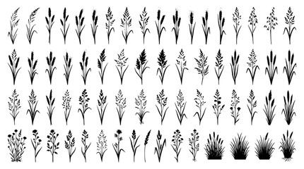 : Black Tall Grass and Wheat Silhouette Vector Set with Wild Meadow Botanical Elements © MstRajia