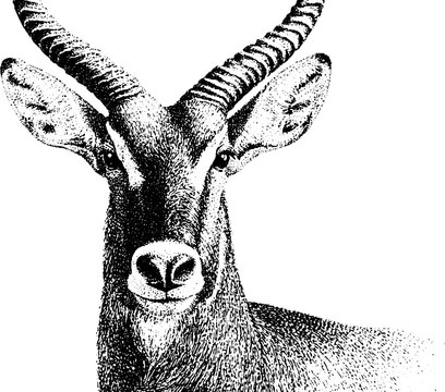 Stippled black and white reedbuck head portrait for wildlife poster background and natural history design