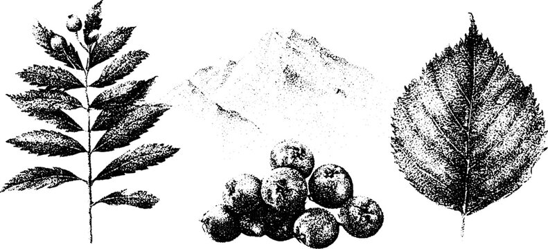 Black and white stippled rowan leaves berries and mountain botanical illustration set for vintage poster background and label design