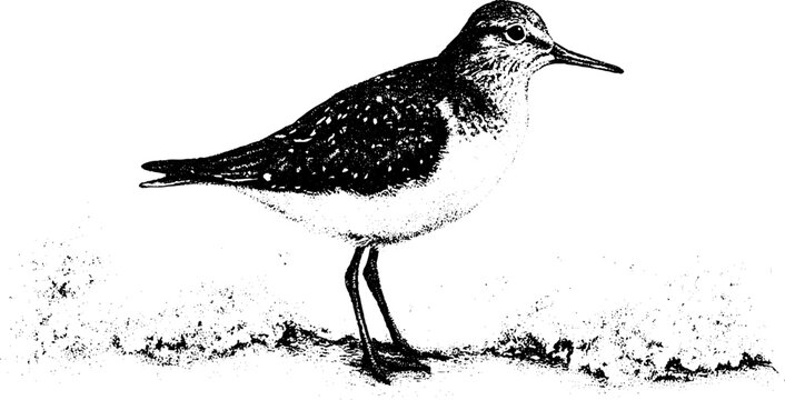Black and white stippled sandpiper shorebird standing on shoreline foam for background and wildlife banner illustration