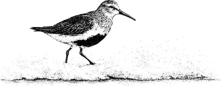 Black and white stippled sandpiper walking along shoreline with foam for wildlife background and banner illustration