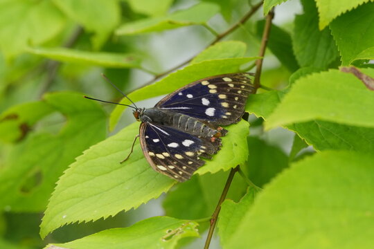 Japanese Emperor Butterfly Resting on Green Leaf