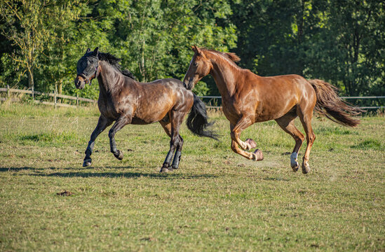 zwei Pferde bei der Integration in vollem, kraftvollen Galopp in der Sonne auf der Koppel