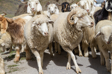 Obraz premium Large herd of sheep and goats walking from one pasture to another along a mountain road. View from Himachal Pradesh, Manali Leh highway, India