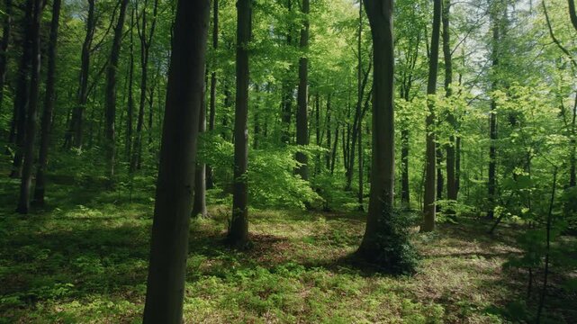 Moving backwards through the lush green branches of a forest with beech trees in a breeze