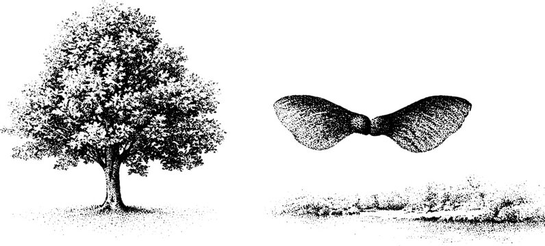 Sycamore tree with single samara winged seed and riverbank black and white traced illustration for botanical background and study