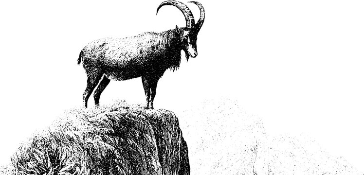 Mountain tahr standing on cliff edge black and white stippling illustration for wildlife poster background and nature study