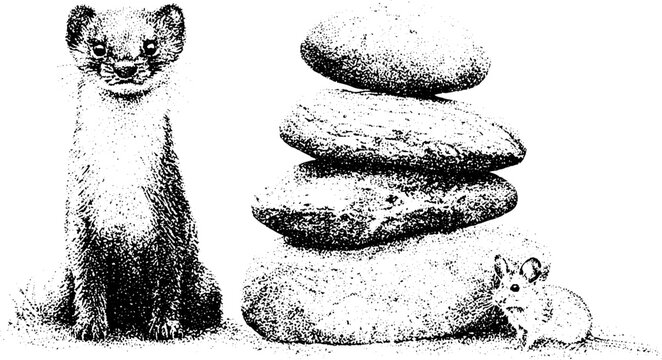 Black and white stippling portrait of a curious weasel beside stacked stones and a field mouse for poster and background use