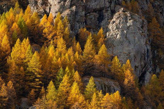 Autumn larch trees and mountainous rocky landscape in Ecrins National Park in the Romanche Valley near Villar-d&rsquo;Arene. Hautes-Alpes, French Alps, France