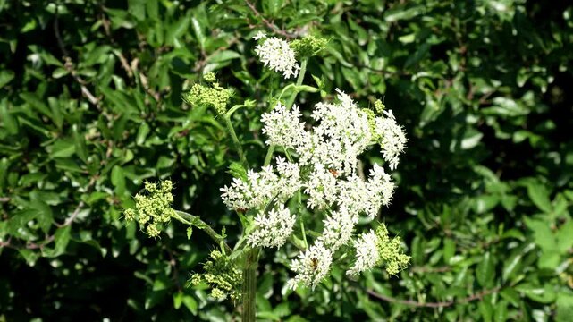 White Umbel Flowers in Sunshine footage