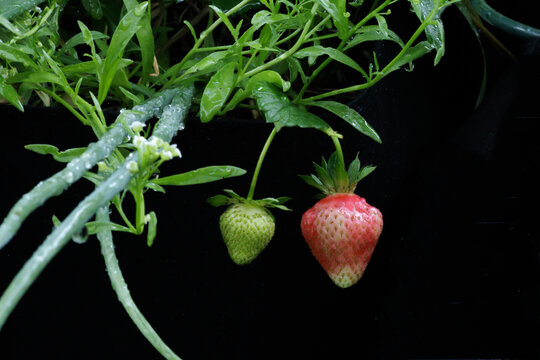 Ripening Strawberries on the Vine