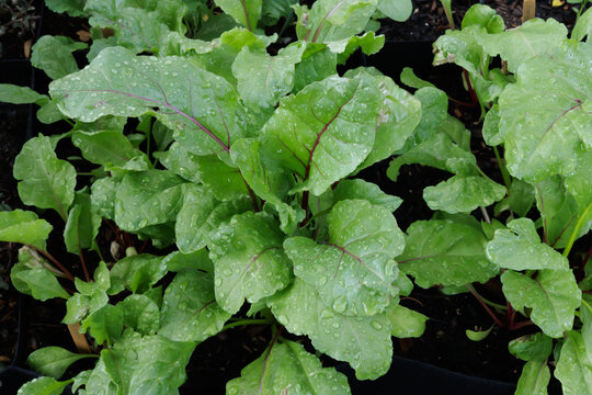Red Beets Growing in Garden