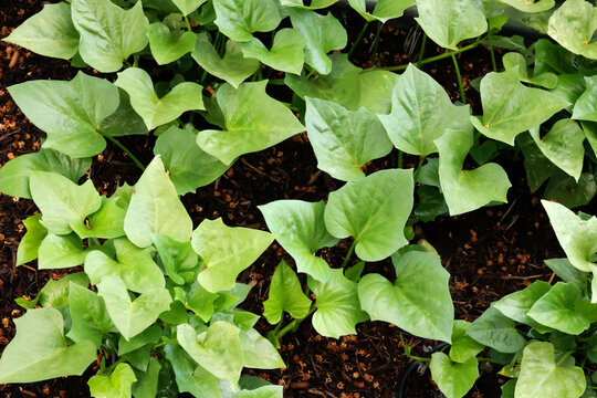 Sweet Potato Plants Growing in Garden