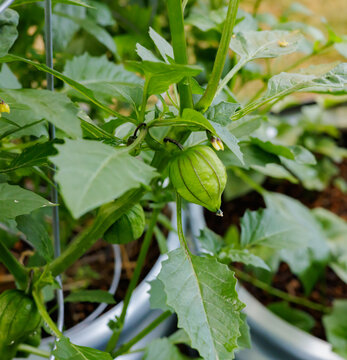 Tomatillo Plant Growing on Vine