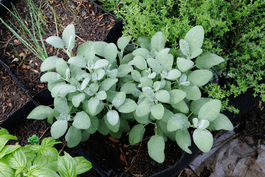 Sage Growing in Patio Garden