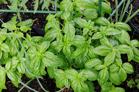 Fresh Basil Growing in Garden