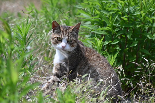 草むらで振り向く子猫