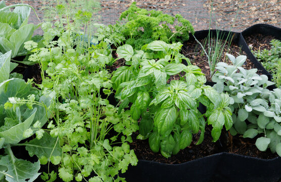 Raised Bed Backyard Herb Garden
