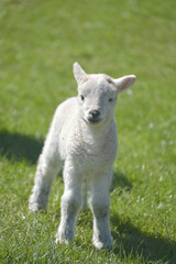 Fototapeta premium Lamb in the valley of Great Langdale to the Langdale Pikes in the Lake District