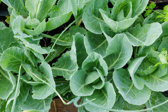 Green Cabbage Growing in Garden