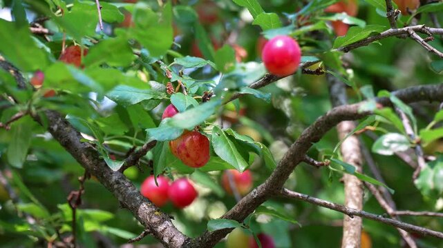 Ripening Red Fruits on Tree footage