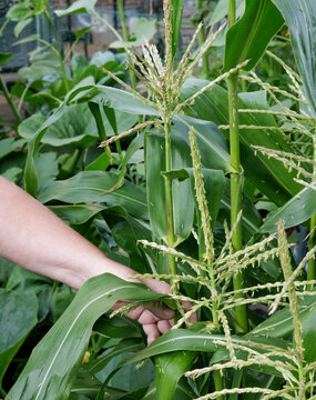 Hand Pollinating Sweet Corn in Garden