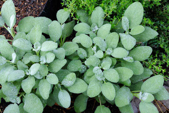 Sage Growing in Patio Garden