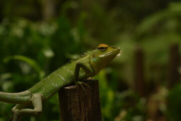 Fototapeta premium Extreme close-up macro portrait of a vibrant Green Forest Lizard (Calotes calotes) clinging to a wooden post in a tropical Sri Lankan jungle.