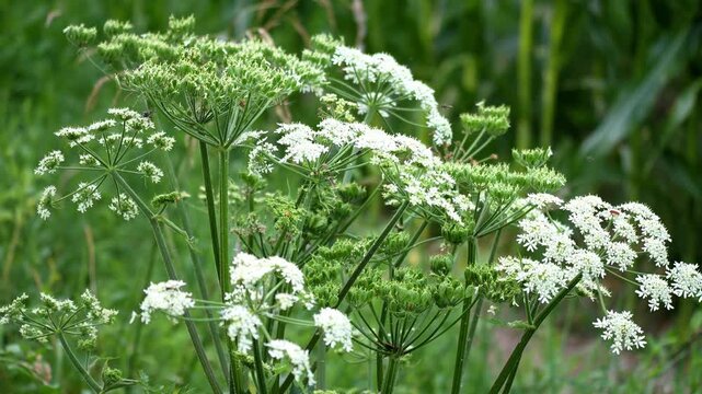 Blooming White Cow Parsnip Flower footage