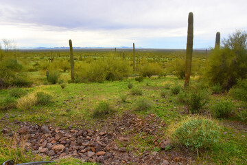 Fototapeta premium Old Saguaro Cactus Sonora desert Arizona