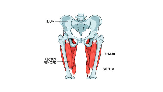 Human Anatomy Diagram Pelvis and Thigh Muscles with Labels ideal for medical education and healthcare presentations.