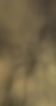 Muted olive brown and golden black blurred forms, seamless loop animation background template, earthy gradient, smoky texture, atmospheric motion