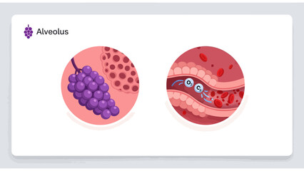Fototapeta premium Medical Alveolus Infographic with lung anatomy diagram showing gas exchange and air sacs structure ideal for educational materials and healthcare presentations.
