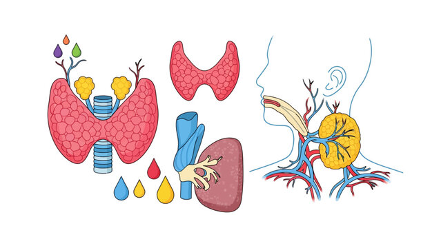 Human Endocrine System Anatomy. Detailed illustrations of thyroid and parathyroid glands with neck profile ideal for medical education and healthcare presentations.